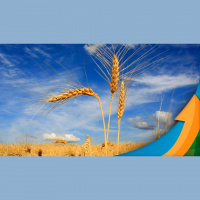 São Borja/RS espera alta produtividade do trigo, mas se preocupa com chuva na colheita e margens muito apertadas