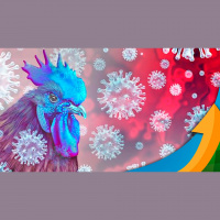 Após um mês da detecção da gripe aviária no Brasil, especialista detalha avanços nas discussões sobre biosseguridade, vacinação e situação de mercado