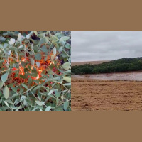 Das enchentes no Sul ao fogo no Mato Grosso: safra de soja 23/24 enfrenta dificuldades climáticas em todo o Brasil