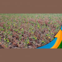 Aprosoja/RS já reduz safra de soja de 22 milhões de toneladas para 12 milhões e não descarta novos cortes