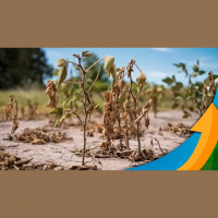 Perdas pela seca na Argentina vão muito além dos prejuízos no campo soja com pior safra da história