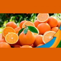 Citros: Fundecitrus estima safra 2022/23 de laranja em 314,11 milhões de caixas chuvas seguem irregulares e rendimento deve ser abaixo do ideal neste