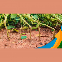 Relatos de quebramento das hastes na soja já começam a surgir em MT, mas situação é bem mais tranquila que no ano passado pesquisa segue em alerta