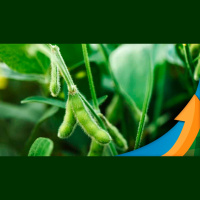 Soja foi plantada dentro da janela ideal em Ipiranga do Norte (MT), mas escassez de chuvas preocupam em relação a produtividade