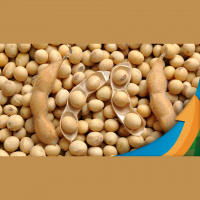 Soja tem se sustentado acima dos US$14,20 por bushel, mas mercados agrícolas já dão sinais de cansaço e podem contaminar oleagionosa