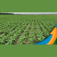 Semeadura da soja no Paraguai chega a 90% áreas no norte do país ainda necessitam de chuvas