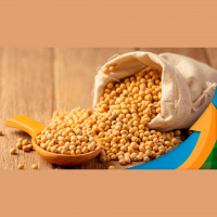 Mercado da soja tem mais uma sessão de alta e retoma patamar acima dos US$15/bushel, e agora?