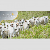 Pecuaristas devem se preparar para novo ano fora dos padrões na formação de preços da arroba do boi, com cotações subindo quando eram pra cair e vice-