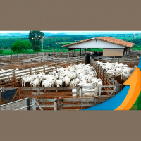 Boi: Boas vendas no início de mês, exportações recordes e retenção de animais mudam preços da arroba com negócios que chegam a R$300 em SP