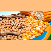 Soja em Chicago mantém tendência de alta com ajustes do USDA sobre produtividade e área plantada no Brasil, teremos bons momentos para negociar safra