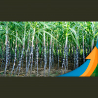 Cana: Clima e boas práticas garantem safra positiva 23/24 na região de Sales Oliveira (SP), mas é cedo para falar em recorde