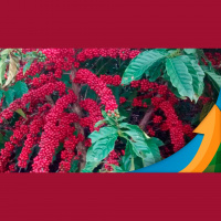 Sustentabilidade comprovada: Estudo vai medir estoque de carbono nas áreas de robustas amazônicos