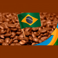 Começa a colheita dos robustas amazônicos em Rondônia: Expectativa é de recorde na safra 23