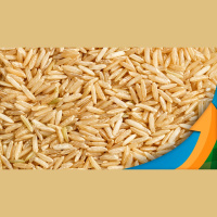 Excesso de chuvas empurra plantio do arroz para fora da janela e aumento pressão de doenças no RS