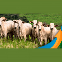 Nova onda de liberação do gado com o frio dos últimos dias e o maior estoque de carne nos frigoríficos tem motivado maior pressão sobre arroba do boi