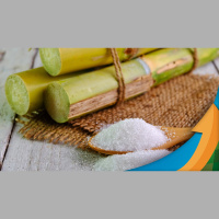 Chuvas têm impactado finalização da colheita da safra 23/24 de cana no estado do PR, segundo ALCOPAR