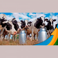 Plataforma de dados sobre a produção leiteira mostra que é possível aumentar a produtividade e, ao mesmo tempo, mitigar impactos ambientais