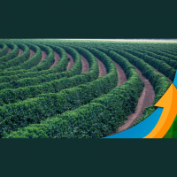 Plano de revitalização: Paraná quer aumentar produção de arábica para 90 mil hectares nos próximos anos