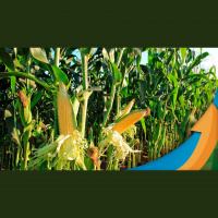 Sorriso/MT espera alta produção de milho, mas se preocupa com falta de espaço e alto custo de armazéns