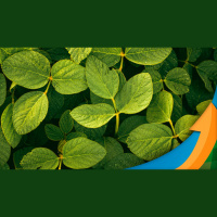 Colheita da soja se aproxima com Tocantins esperando 8% mais produtividade do que na safra passada