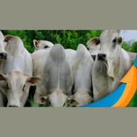 Junho começa com alta nos preços da arroba tanto no mercado físico quanto na B3, sinalizando melhora na relação de oferta e demanda