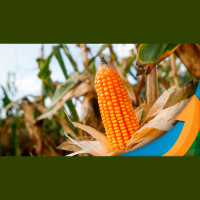 Clima ajuda início do desenvolvimento do milho em Goiás e Ifag espera produção recorde na safrinha 23