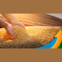 Soja no BR deve ter preços de R$ 10 a R$ 20 a mais por saca, em média, em 2024, afirma Brandalizze