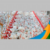 Presidente da ABPA destaca resultados positivos de missão na Ásia, como regionalização em caso de gripe aviária em plantéis comerciais