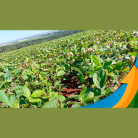 Guarda Mor (MG) passa quase 30 dias sem chuvas e plantio atrasado e desenvolvimento da soja prejudicado preocupam produtores