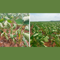 Ao menos 40% da soja em Diamantino/MT está em condições ruins e parte das lavouras não vai nem ser plantada