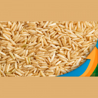 Uruguaiana/RS fecha safra de arroz com redução de área, lavouras abandonadas e menos produtividade