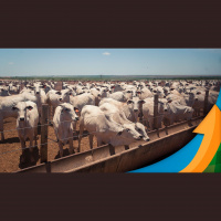 Arroba do boi acumula queda de 23% e 2023 se consolida como um dos piore anos da história  margens da pecuária estão negativas