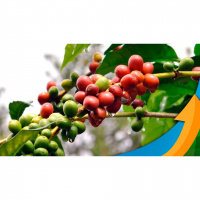 Com colheita avançando, café só não caiu mais na última semana porque o câmbio segurou as cotações