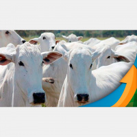 Frigoríficos exportadores interrompem abate e sem a pressão do boi China inundando o mercado interno, preços do animal comum seguem firmes