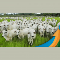 Exportações de carne bovina começam o ano com resultados melhores do que o esperado e a China ainda nem normalizou as compras