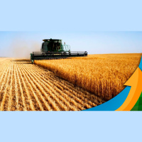 Trigo sofre com a chuva em Carazinho/RS com colheita parada e perda de qualidade e produtividade