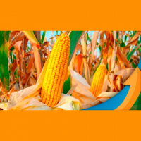 Sinop/MT se divide entre otimismo para produção de milho e preocupação com preços e armazenagem