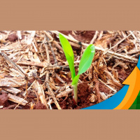 Colheita da soja se prolongou e mais da metade do milho ficou fora da janela em Sidrolândia/MS