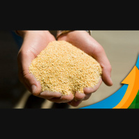 Farelo reage bem e dá suporte aos grãos no BR preços cedem levemente