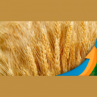 Plantio do trigo começa em Castro/PR com contas apontando para necessidade de colher 4,5 kg/ha para empatar custo de produção