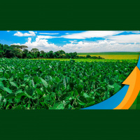 Pará espera alta produtividade na soja, mas gargalo logístico preocupa Aprosoja