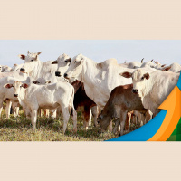 Mercado futuro do boi gordo de olho na oferta de animais que deve ditar o ritmo de movimentação dos preços