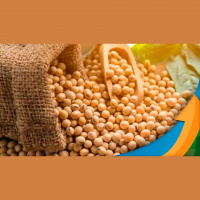 Chicago aguarda primeiro relatório de oferta e demanda da nova temporada americana com expectativa negativa para os preços da soja