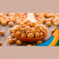 Fatores como renovação do corredor de exportação na Ucrânia e provável aumento de área nos EUA dão tom negativo a soja em Chicago