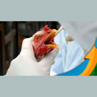 quotConsequências catastróficas e irreversíveisquot, diz especialista sobre possibilidade de entrada da gripe aviária em granjas comerciais do Paraná