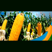 AgRural espera safrinha de 98 milhões de toneladas e mais pressão nos preços diante de vendas abaixo da média