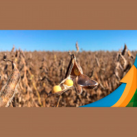 Soja fecha com leves altas em Chicago nesta 3ª e expectativa maior está sobre novo relatório do USDA