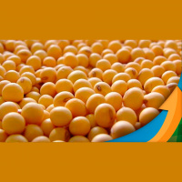 Chuvas na Argentina e feriado na China motivam liquidação de fundos e soja pode perder os US$15/bushel no curto prazo