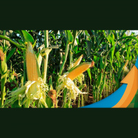 Em Guaíra (PR) clima vem contribuindo com o desenvolvimento do milho safrinha, mas possibilidade de geada preocupa