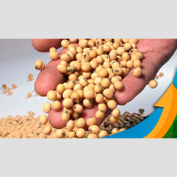 Cenário de preços é favorável para as negociações e produtor brasileiro deve aproveitar para vender tanto safra disponível quanto safra nova, alerta a